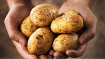 Suriye&#39;den ithal edilen patatesler için GMO&#39;dan açıklama: &#39;Kimyasal kalıntı kakkında ciddi tereddütlerimiz var&#39;