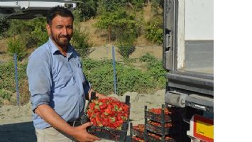 SASON&rsquo;DAN ABD&rsquo;YE ORGANİK &Ccedil;İLEK&hellip;