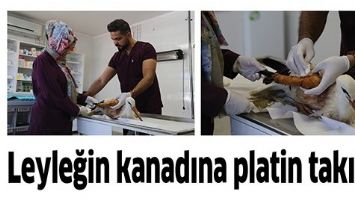 LEYLEĞİN KANADINA PLATİN TAKILDI