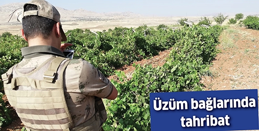 &Uuml;Z&Uuml;M BAĞLARINDA TAHRİBAT