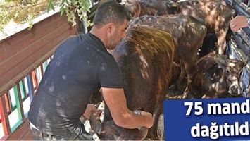 75 MANDA DAĞITILDI