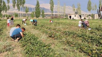 Bu tarlada &uuml;r&uuml;nleri m&uuml;şteriler topluyor