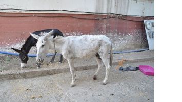 1 EŞEK VE 2 SIPA, TEDAVİDE