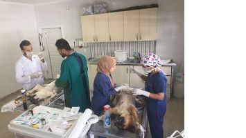 SOKAK HAYVANLARI KISIRLAŞTIRILIYOR