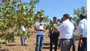 &ldquo;GE&Ccedil;EN YIL 280 KİLO, BU YIL 4 TON FISTIK TOPLANDI&rdquo;