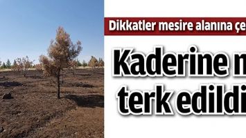 KADERİNE Mİ TERK EDİLDİ?
