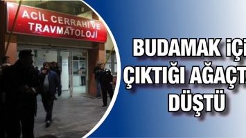 BUDAMAK İ&Ccedil;İN &Ccedil;IKTIĞI AĞA&Ccedil;TAN D&Uuml;ŞT&Uuml;