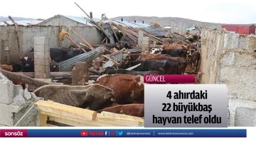 4 ahırdaki 22 b&uuml;y&uuml;kbaş hayvan telef oldu