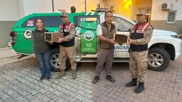 4 Hint şebeği ele ge&ccedil;irildi