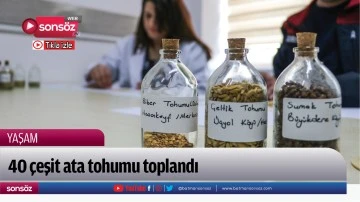 40 &ccedil;eşit ata tohumu toplandı