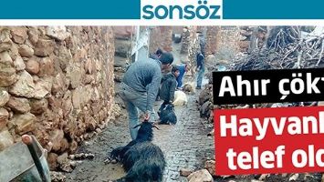 AHIR &Ccedil;&Ouml;KT&Uuml; HAYVANLAR TELEF OLDU