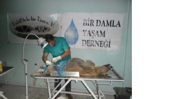 SOKAK K&Ouml;PEKLERİ KISIRLAŞTIRILIYOR!