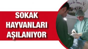 SOKAK HAYVANLARI AŞILANIYOR