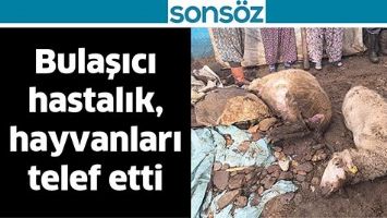 BULAŞICI HASTALIK, HAYVANLARI TELEF ETTİ