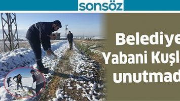 BELEDİYE YABANİ KUŞLARI UNUTMADI