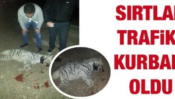 &Ccedil;İZGİLİ SIRTLAN, TRAFİK KURBANI OLDU