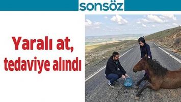 YARALI AT, TEDAVİYE ALINDI