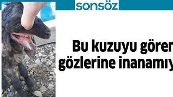 BU KUZUYU G&Ouml;REN G&Ouml;ZLERİNE İNANAMIYOR