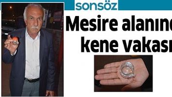 MESİRE ALANINDA KENE VAKASI