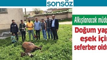 ALKIŞLANACAK M&Uuml;DAHALE; DOĞUM YAPAN EŞEK İ&Ccedil;İN SEFERBER OLDULAR