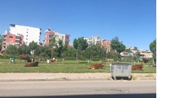 İNEKLERİN PARK KEYFİ