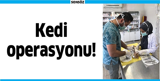 KEDİ OPERASYONU!