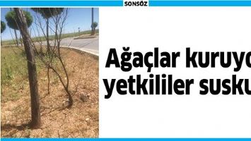 AĞA&Ccedil;LAR KURUYOR, YETKİLİLER SUSKUN!
