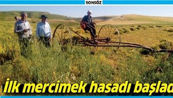 İLK MERCİMEK HASADI BAŞLADI...