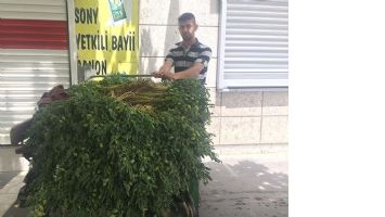 YEŞİL NOHUT &Ccedil;EREZ NİYETİNE