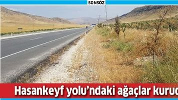 HASANKEYF YOLU&rsquo;NDAKİ AĞA&Ccedil;LAR KURUDU!