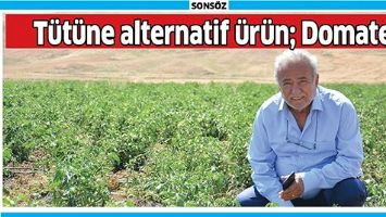 T&Uuml;T&Uuml;NE ALTERNATİF &Uuml;R&Uuml;N; DOMATES
