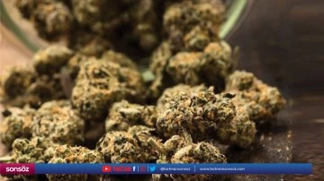 475 kilogram skunk ele ge&ccedil;irildi