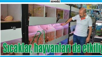 SICAKLAR, HAYVANLARI DA ETKİLİYOR