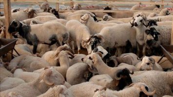 Marketlerde kurbanlık satışına &uuml;retici ve kasaplardan tepki