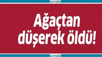 AĞA&Ccedil;TAN D&Uuml;ŞEREK &Ouml;LD&Uuml;!