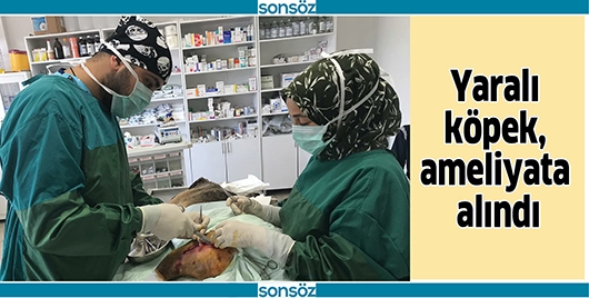 YARALI K&Ouml;PEK, AMELİYATA ALINDI