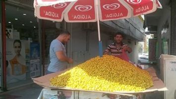 G&Uuml;VİŞİN KİLOSU 10 TL