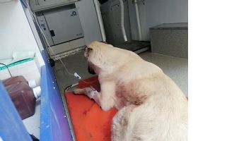 YARALI K&Ouml;PEĞE ACİL M&Uuml;DAHALE