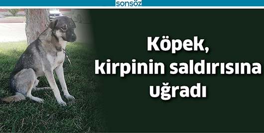 K&Ouml;PEK, KİRPİNİN SALDIRISINA UĞRADI