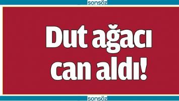 DUT AĞACI CAN ALDI!