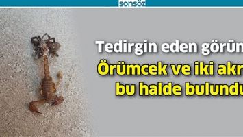 &Ouml;R&Uuml;MCEK VE İKİ AKREP, BU HALDE BULUNDU