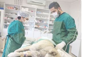 VETERİNER EKİPLER SAHADA