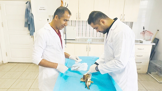 ATMACAYA G&Ouml;Z AMELİYATI
