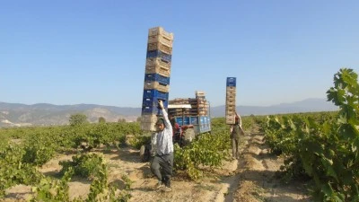  50 bin dekarlık alanda &uuml;retilen &uuml;z&uuml;m&uuml;n hasadına başlandı