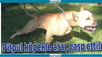 PİTPUL K&Ouml;PEKLE ARA&Ccedil; GASP ETTİLER!