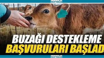 BUZAĞI DESTEKLERİ BAŞLADI