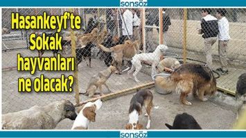 HASANKEYF&rsquo;TE SOKAK HAYVANLARI NE OLACAK?
