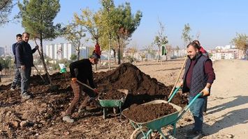 YAŞAR KEMAL&rsquo;DE AĞA&Ccedil;LANDIRMA DEVAM