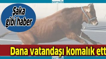 DANA VATANDAŞI KOMALIK ETTİ