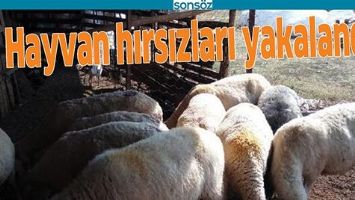 HAYVAN HIRSIZLARI YAKALANDI